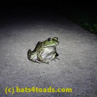 /home//u458753944/public_html/sourcegallery//Frogs/More bullfrogs/P6080136.JPG